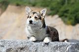 CORGI PEMBROKE 435